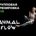 Animal Flow. Группа